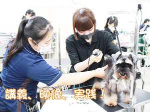 学校のモデル犬を１年生がトリミング！